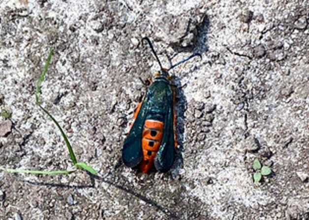 Squash vine borer