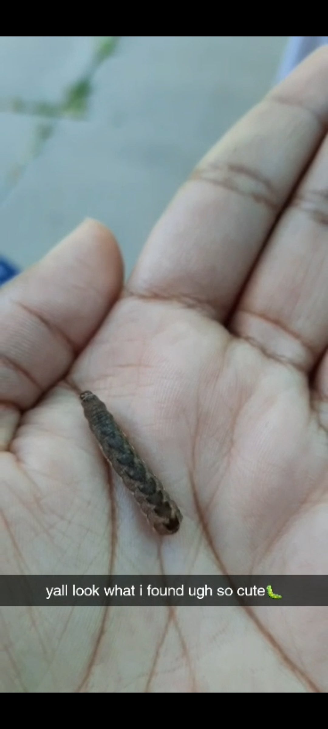 Caterpillar of a moth