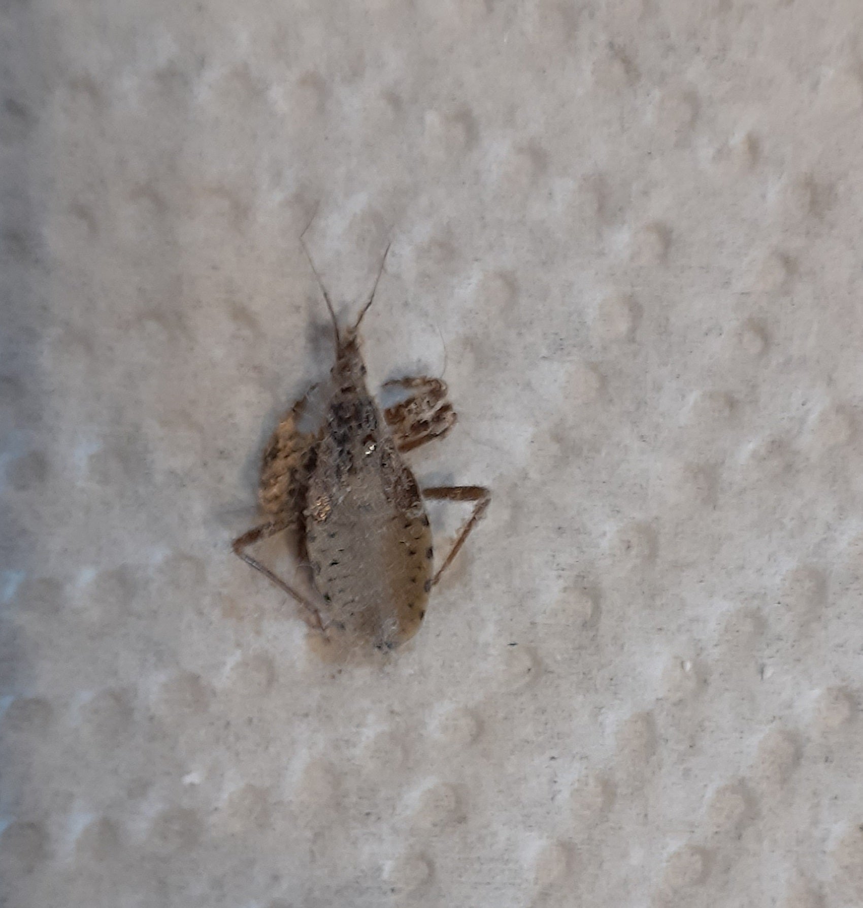 Nymph of an assassin bug