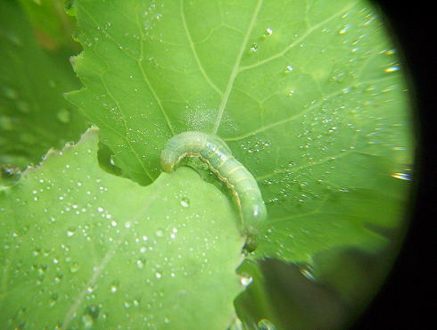 Caterpillar of a moth