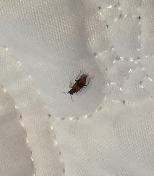 Checkered beetle