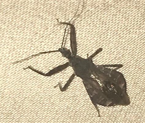 Assassin bug