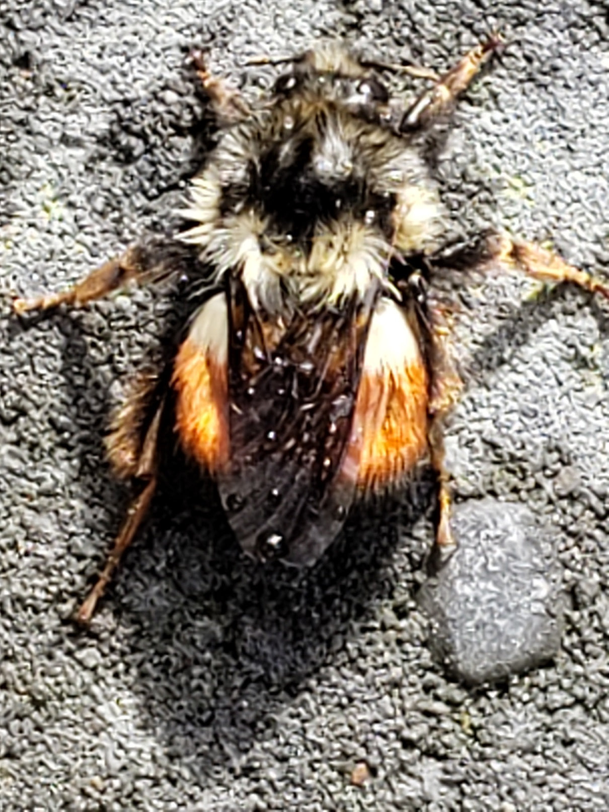 Bumble bee
