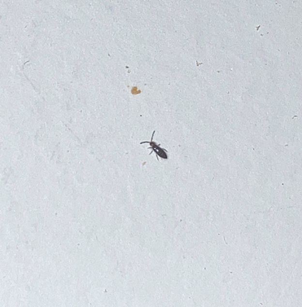 Springtail