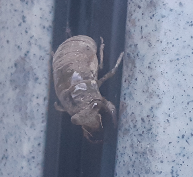 Exoskeleton of a cicada