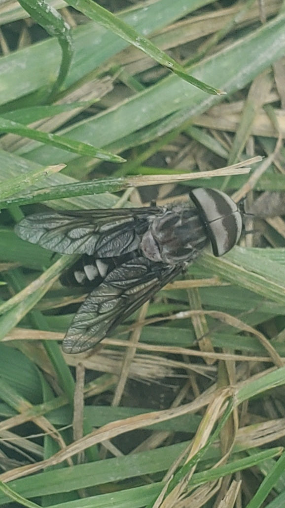 Horse fly