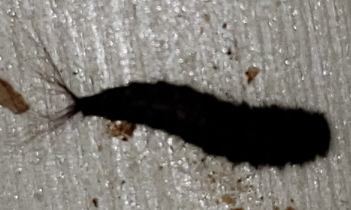 Larva of a beetle