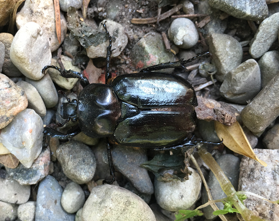 Scarab beetle