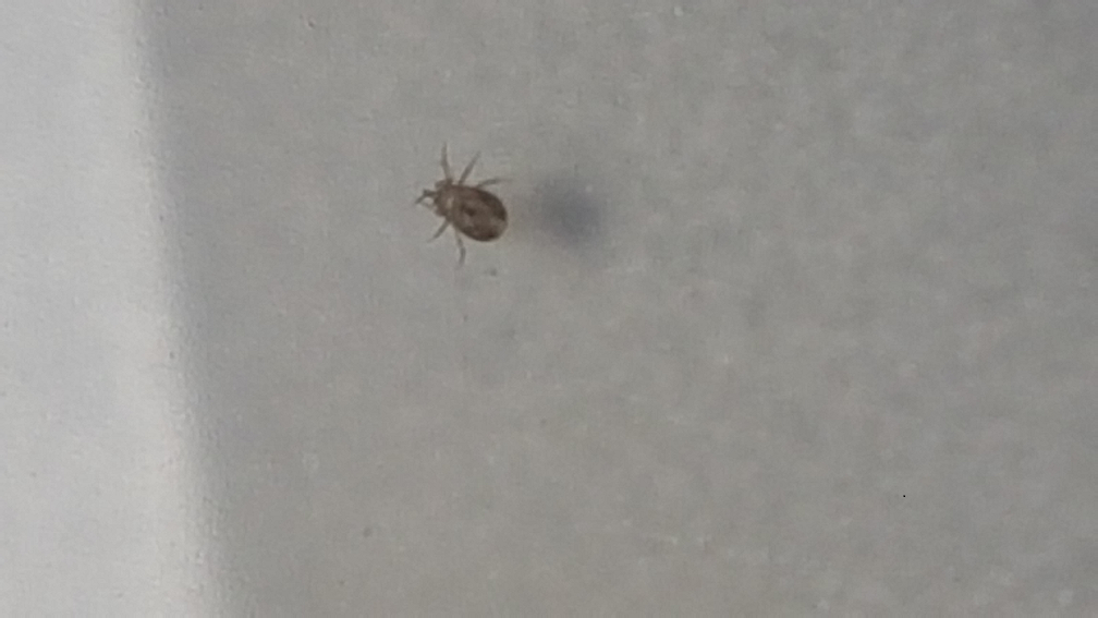 Nymph of a boxelder bug