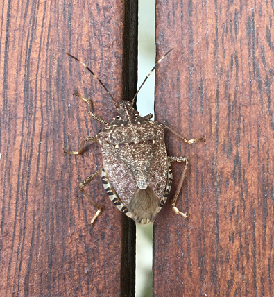 Brown marmorated stink bug