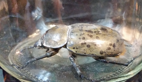 Female eastern Hercules beetle