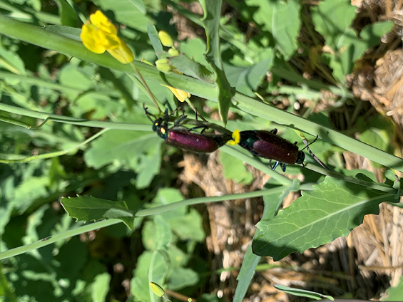 Blister beetle