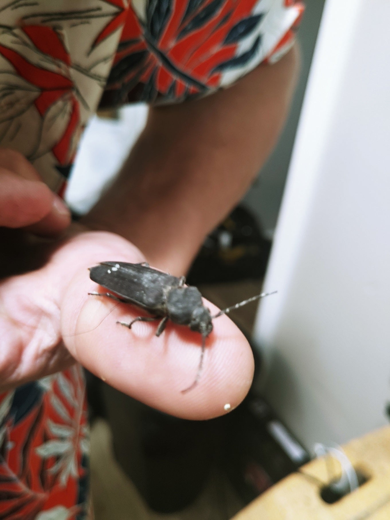 Long-horned wood-boring beetle
