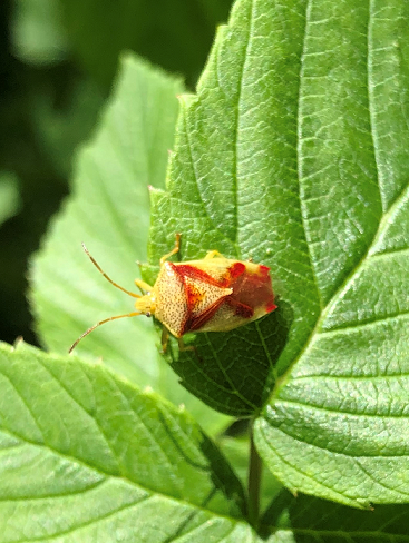 Red-cross Shield Bug