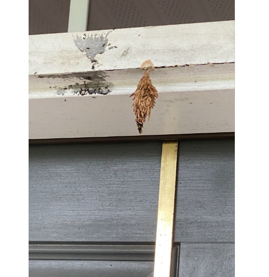 ‘Bag’ of an evergreen bagworm