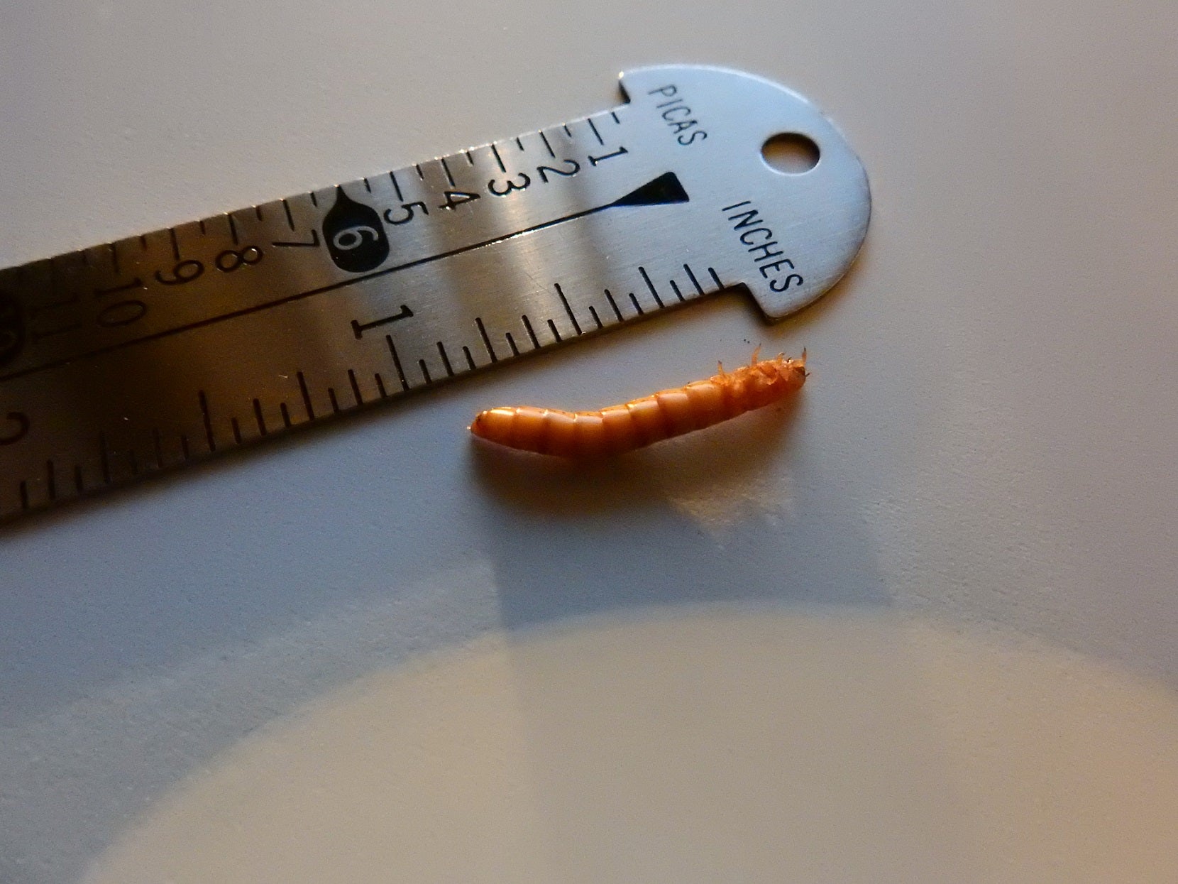 Larva of a darkling beetle