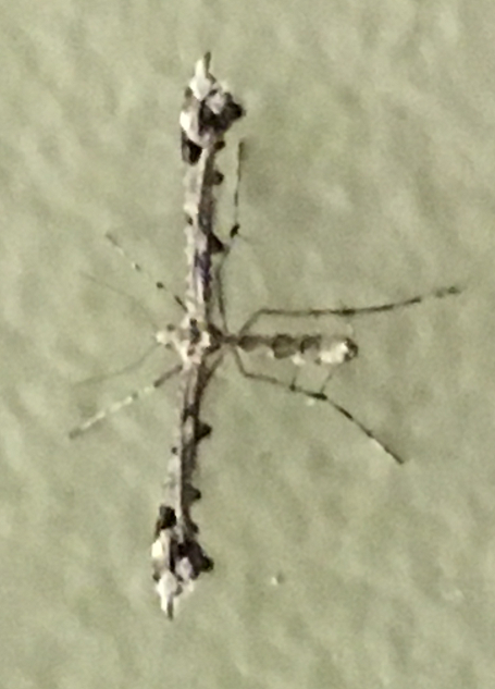 Plume moth