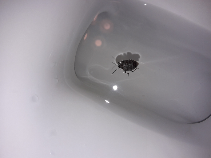 Brown marmorated stink bug
