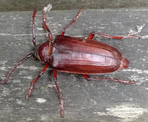 Long-horned wood-boring beetle