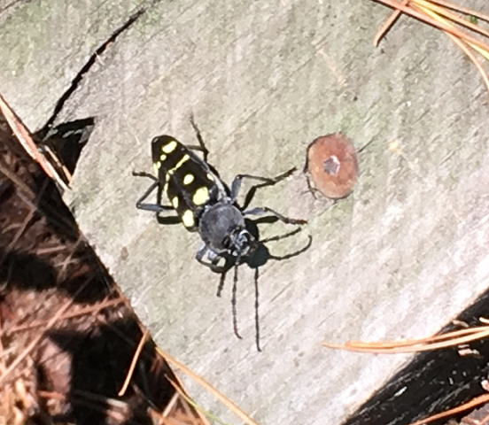 Long-horned wood-boring beetle