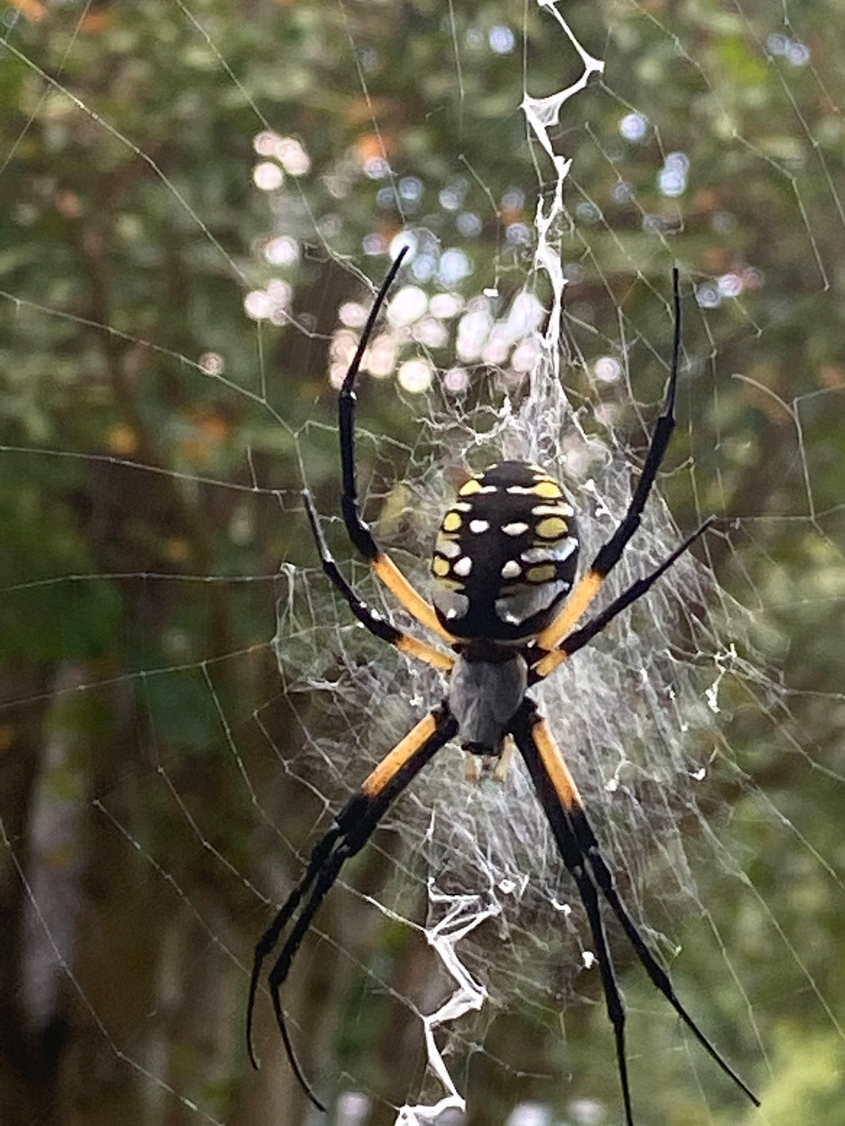 Orb weaving spider