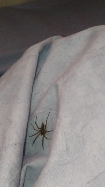 Grass spider
