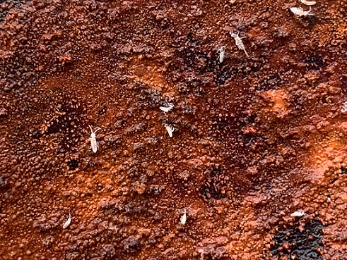 Springtails