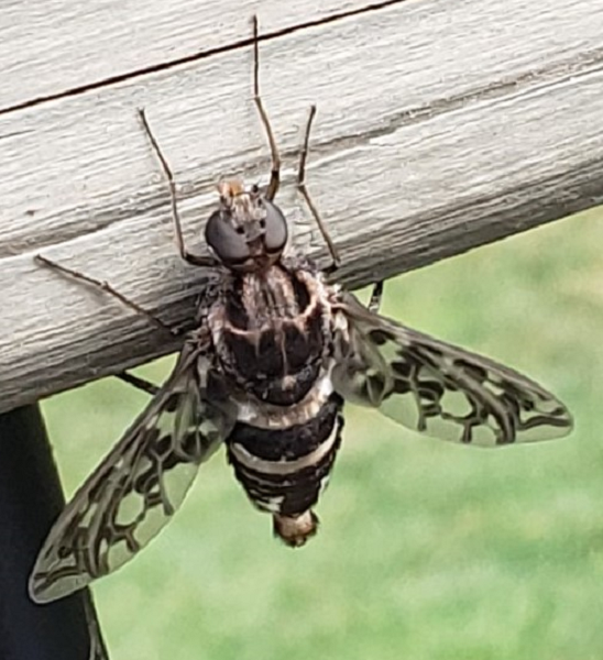 Bee fly