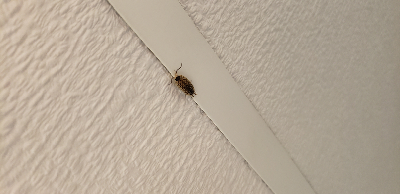Sowbug