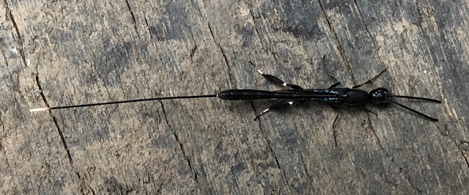 Carrot wasp