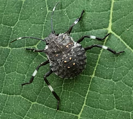 Nymph of a brown marmorated stink bug