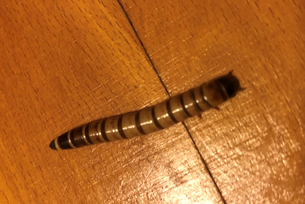 Larva of a darkling beetle