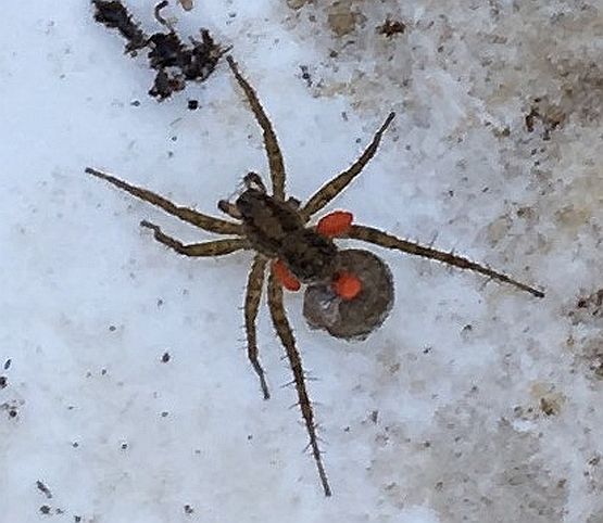 female wolf spider