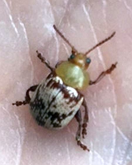 leaf beetle
