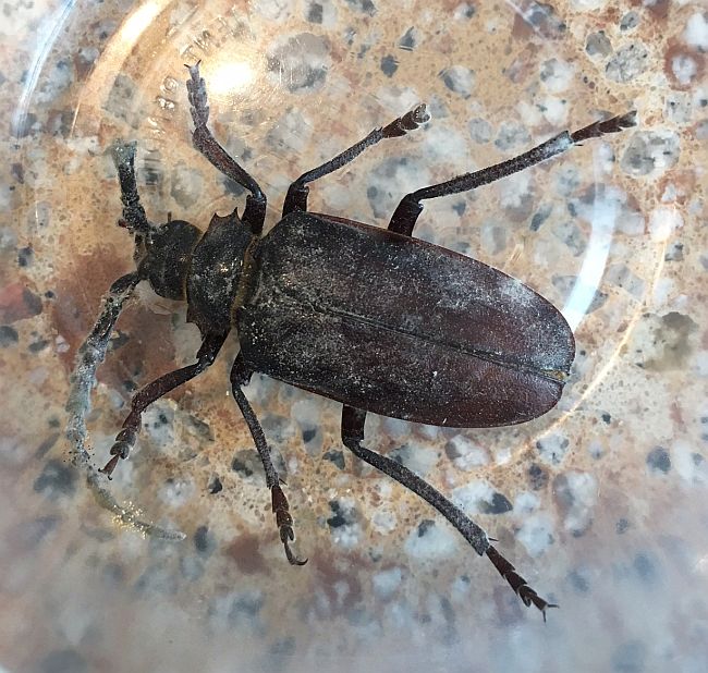tile-horned prionus