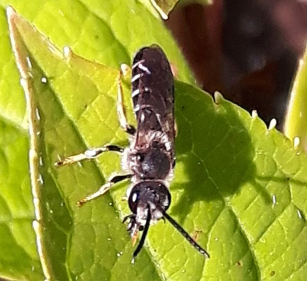 ground-nesting bee