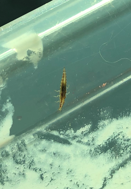 Larva of a brown lacewing