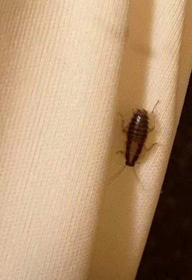 Nymph of a German cockroach