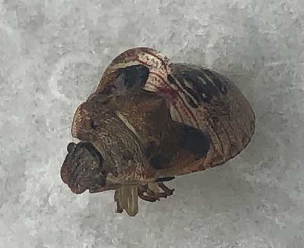 Nymph of a stink bug