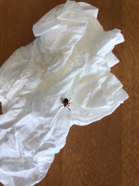 Female American dog tick