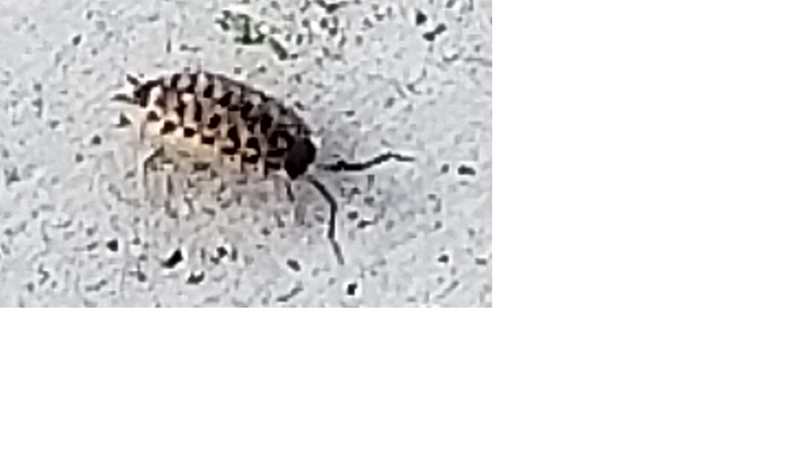 Terrestrial crustacean