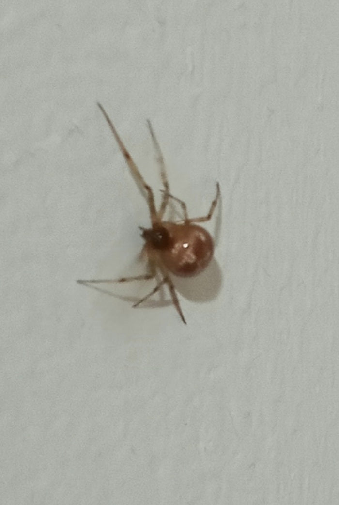 Triangulate cobweb spider