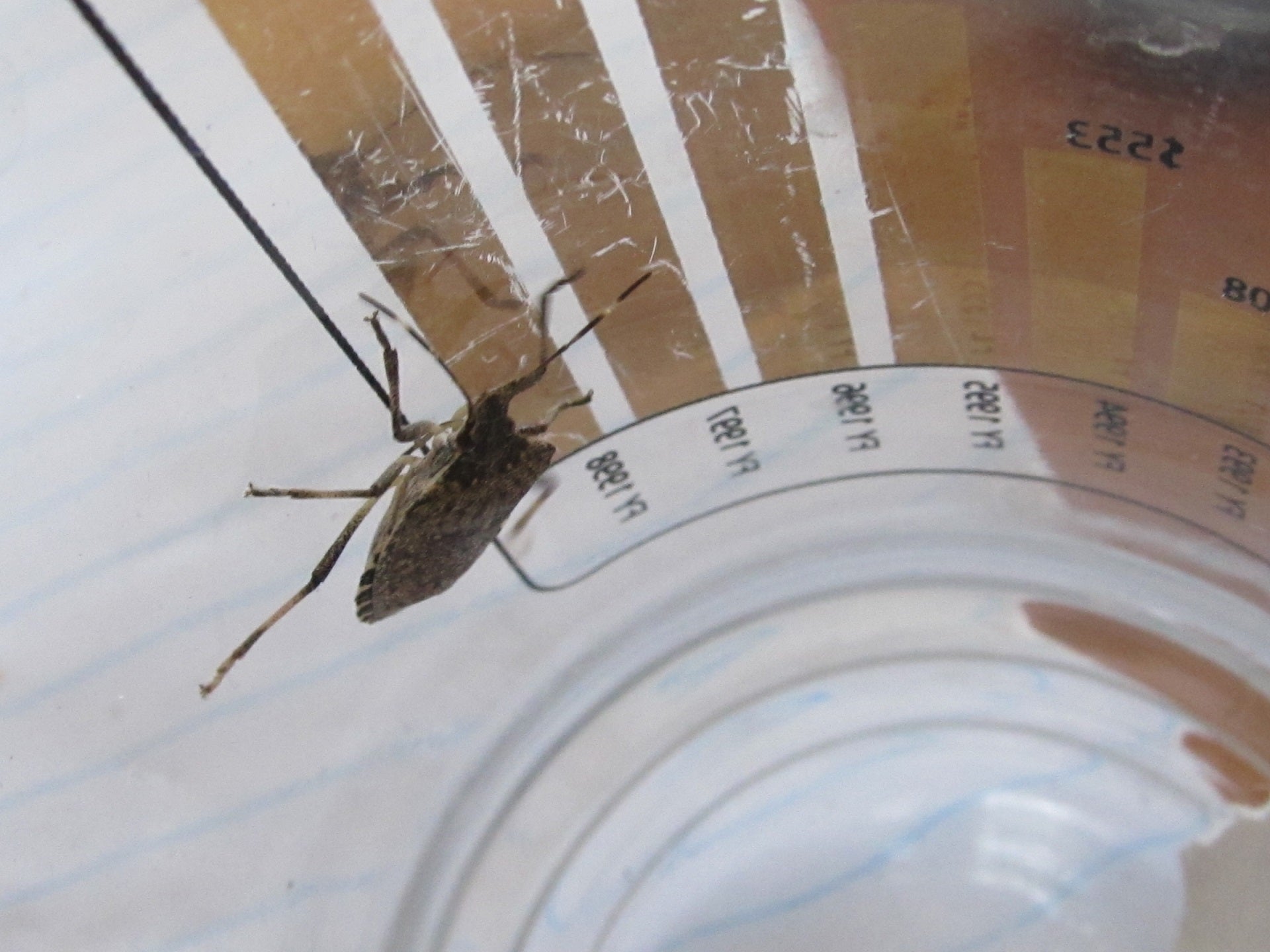 Brown marmorated stink bug