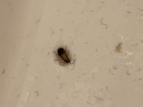 Nymph of a German cockroach
