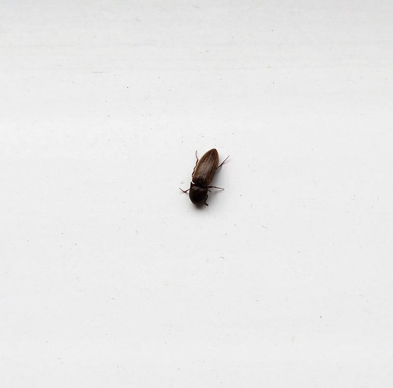 Click beetle
