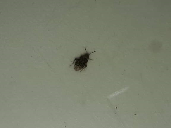 Pea/Bean weevil