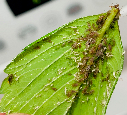 Aphids