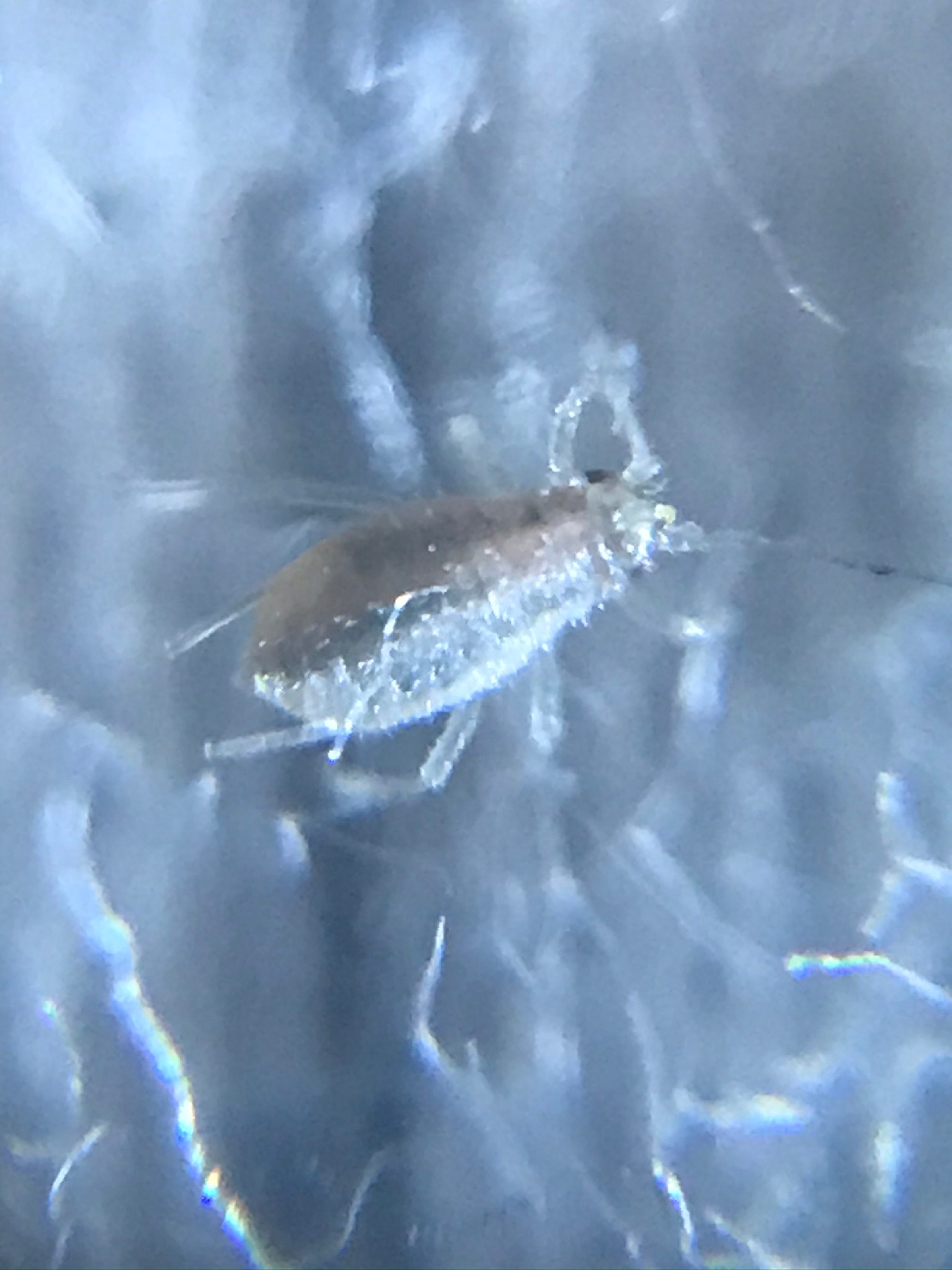 Aphid