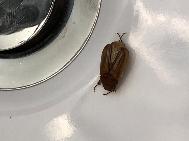 Beetle