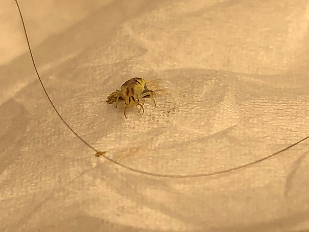Larva of a lacewing